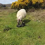 Camping Carlingford Mountain Farm