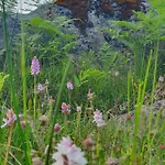 Carlingford Mountain Farm