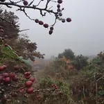 Carlingford Mountain Farm
