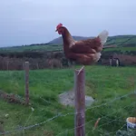 Carlingford Mountain Farm *