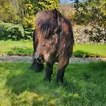 Camping Carlingford Mountain Farm *