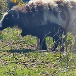 Carlingford Mountain Farm * Dundalk
