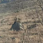 Carlingford Mountain Farm *