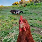 Carlingford Mountain Farm Camping Dundalk