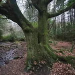 Carlingford Mountain Farm