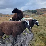 Carlingford Mountain Farm