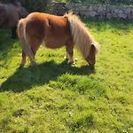 Camping Carlingford Mountain Farm