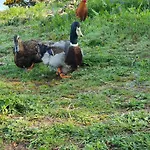 Carlingford Mountain Farm *