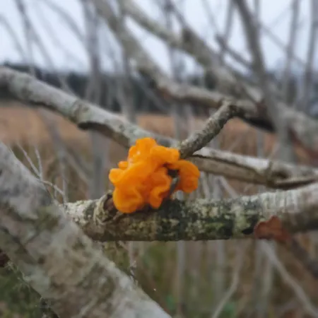 Carlingford Mountain Farm Camping Dundalk