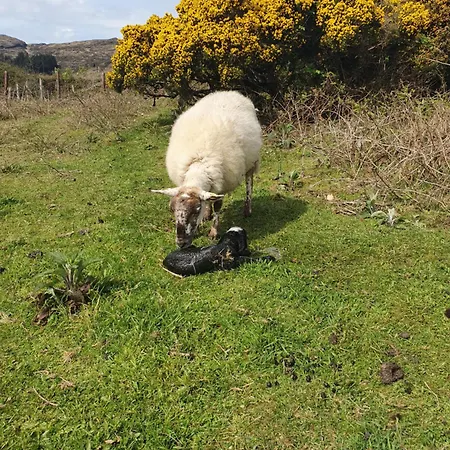 Camping Carlingford Mountain Farm