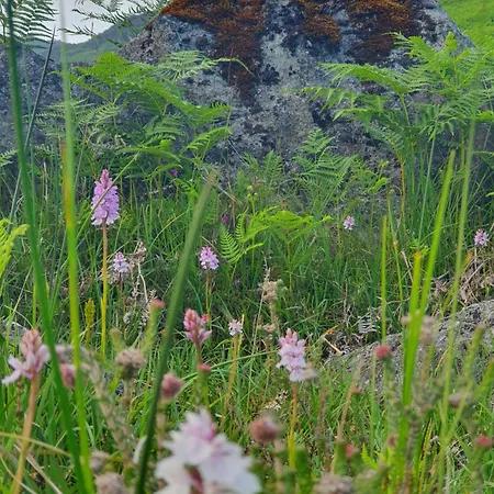 Carlingford Mountain Farm