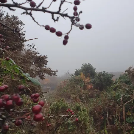 Carlingford Mountain Farm