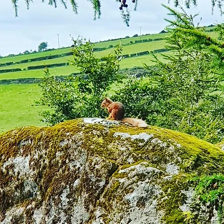 Campingplads Carlingford Mountain Farm Dundalk