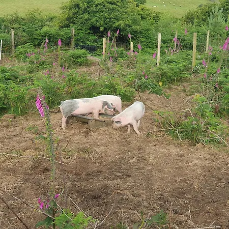 Carlingford Mountain Farm