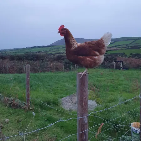 Carlingford Mountain Farm *
