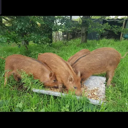 Kamp alanı Carlingford Mountain Farm *
