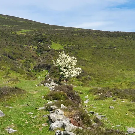 Campsite Carlingford Mountain Farm