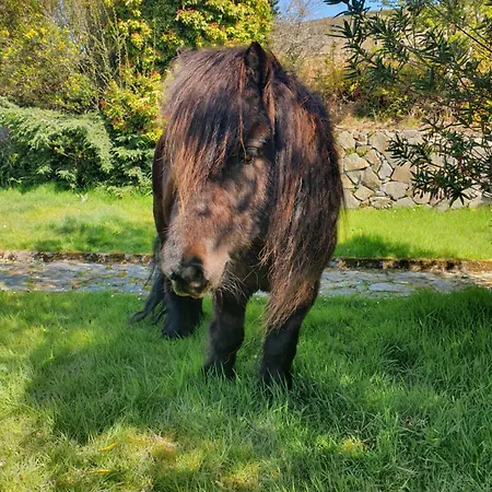 Campingplads Carlingford Mountain Farm *