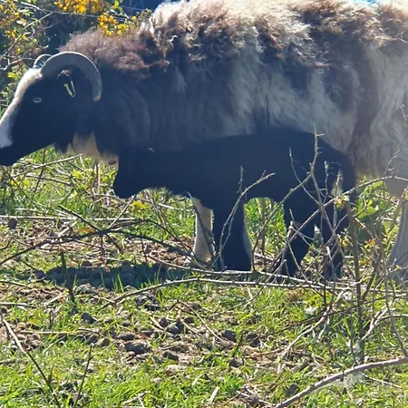 Carlingford Mountain Farm * Dundalk