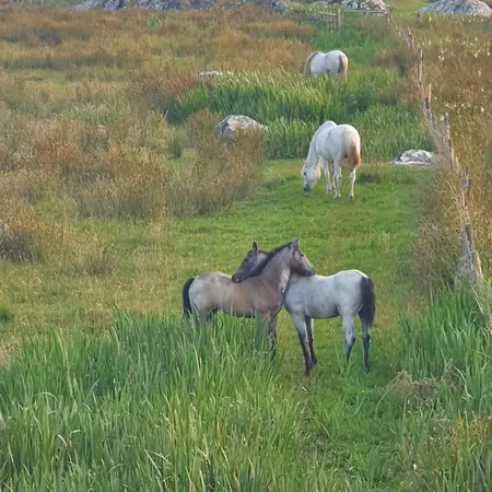 Carlingford Mountain Farm Kamp alanı Dundalk