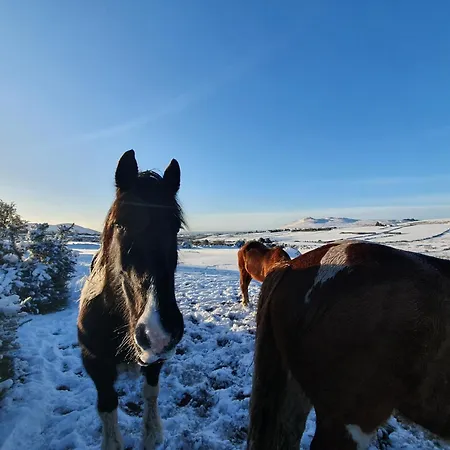 Carlingford Mountain Farm Dundalk