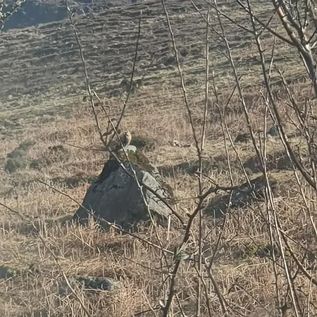 Carlingford Mountain Farm *