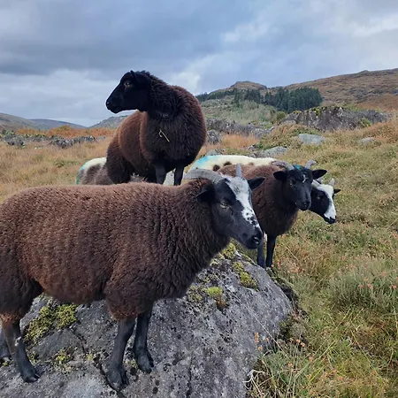 Carlingford Mountain Farm
