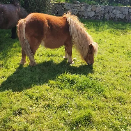 Campingplads Carlingford Mountain Farm