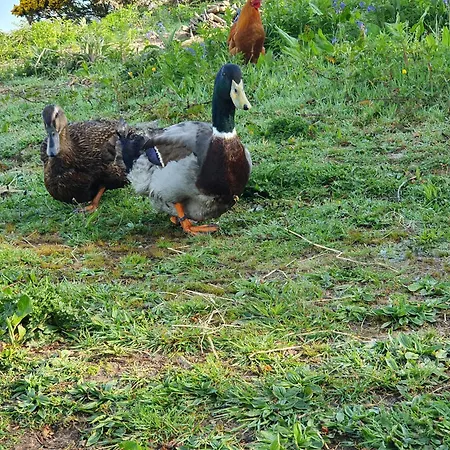 Carlingford Mountain Farm *