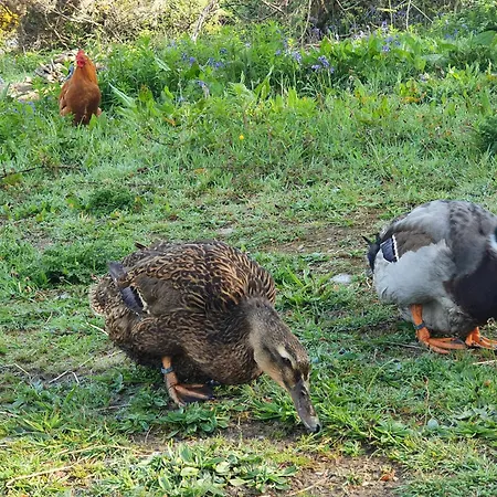 Kamp alanı Carlingford Mountain Farm