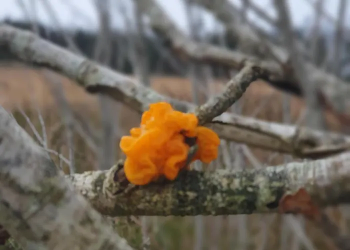 Carlingford Mountain Farm Кемпинг Дандолк