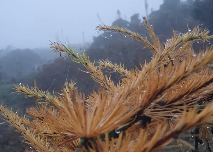 Carlingford Mountain Farm Кемпинг Дандолк