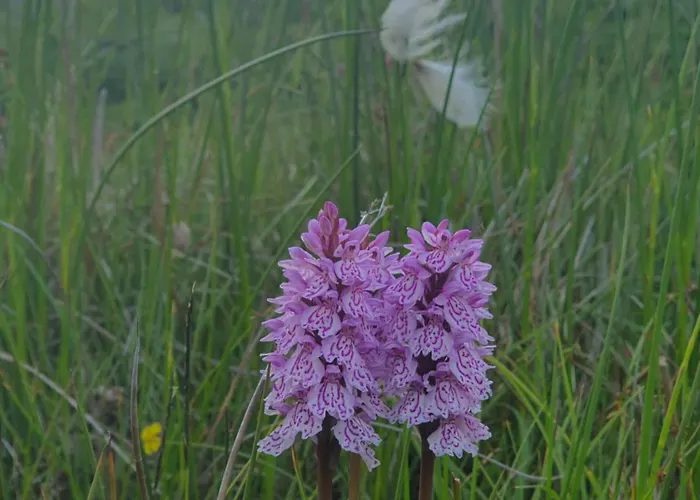 Carlingford Mountain Farm Кемпинг *