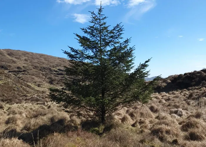 Carlingford Mountain Farm Кемпинг Дандолк