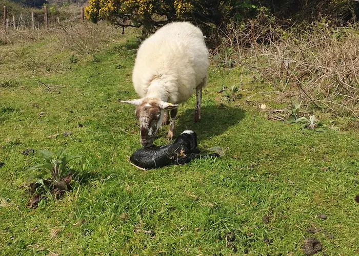 Кемпинг Carlingford Mountain Farm