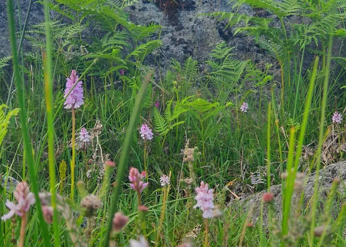 Carlingford Mountain Farm