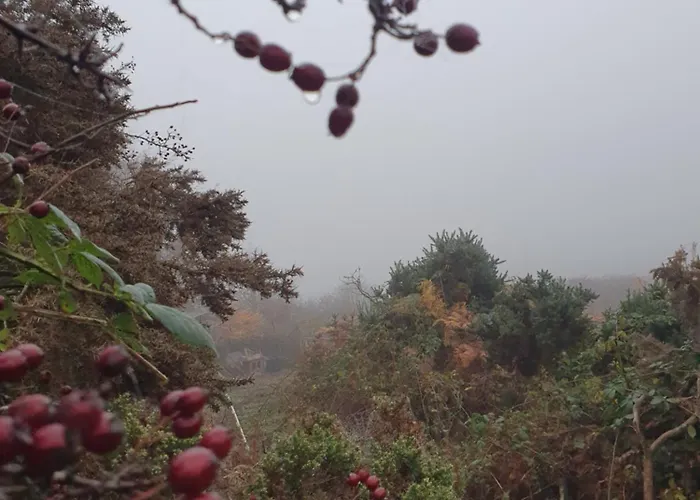 Carlingford Mountain Farm