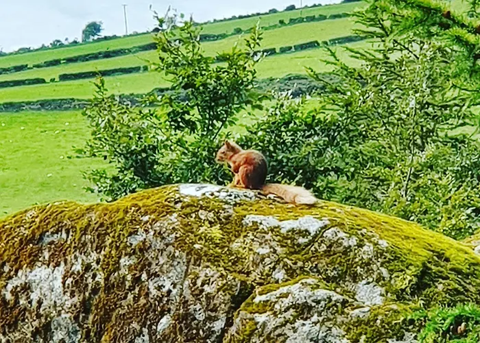 Кемпинг Carlingford Mountain Farm Дандолк