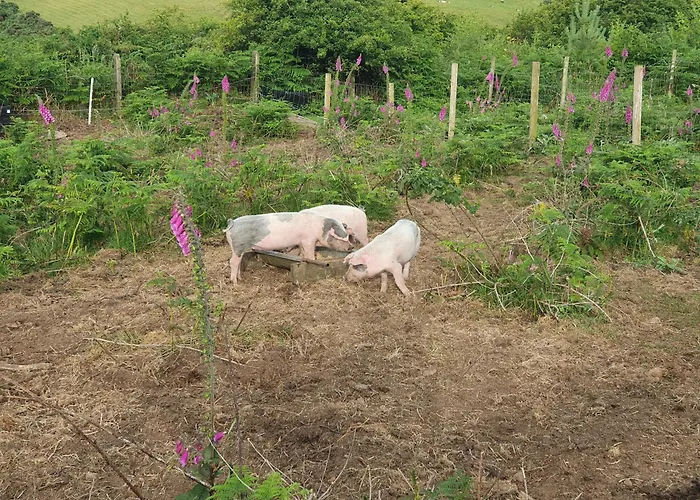 Carlingford Mountain Farm