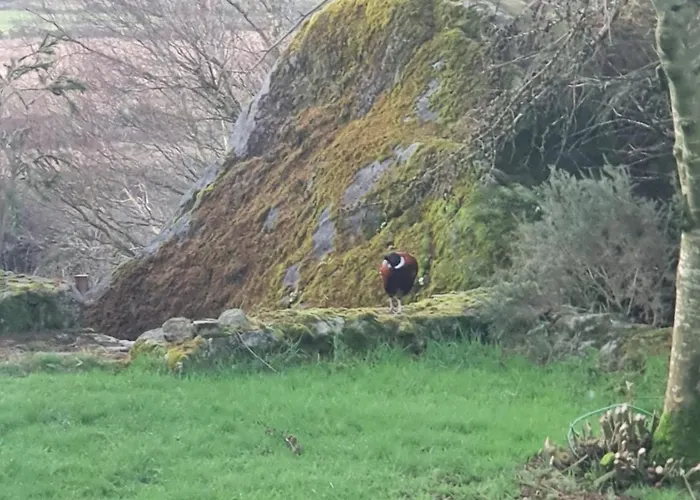 Кемпинг Carlingford Mountain Farm *