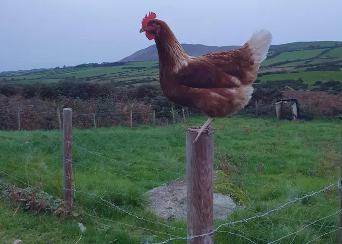 Carlingford Mountain Farm *