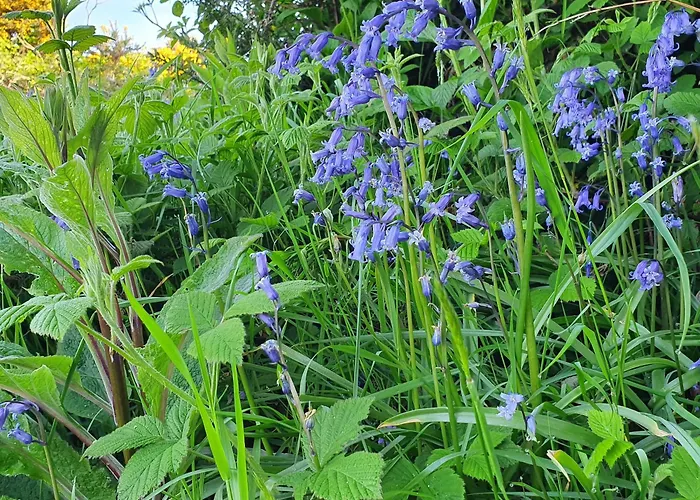 Carlingford Mountain Farm Кемпинг *