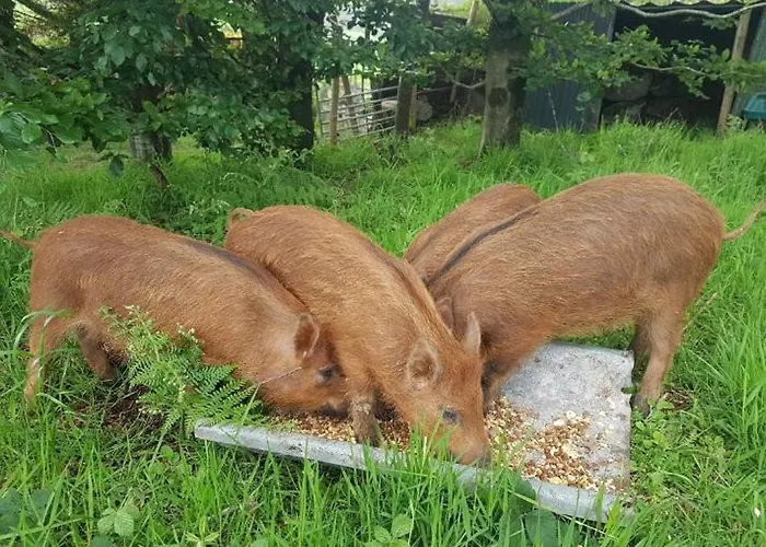 Кемпинг Carlingford Mountain Farm *