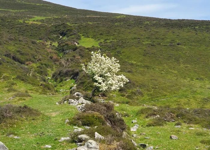 Кемпинг Carlingford Mountain Farm