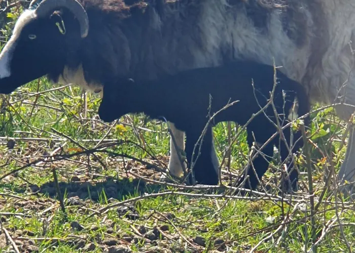 Carlingford Mountain Farm * Дандолк