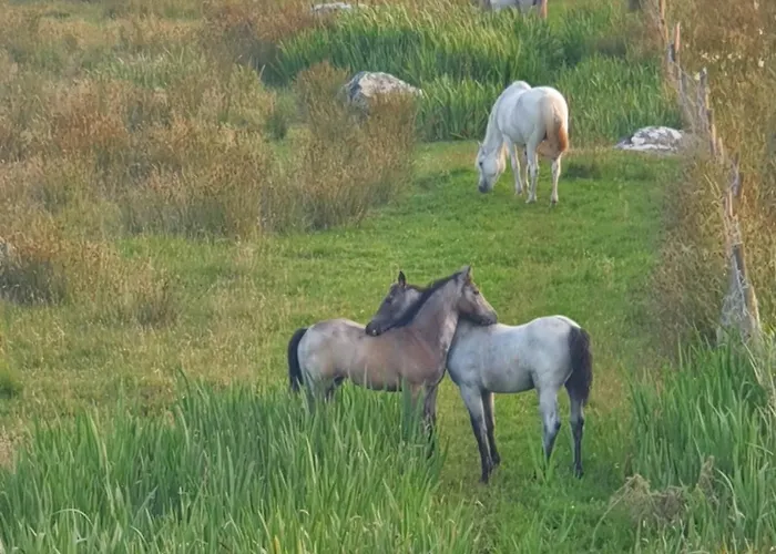 Carlingford Mountain Farm Кемпинг Дандолк