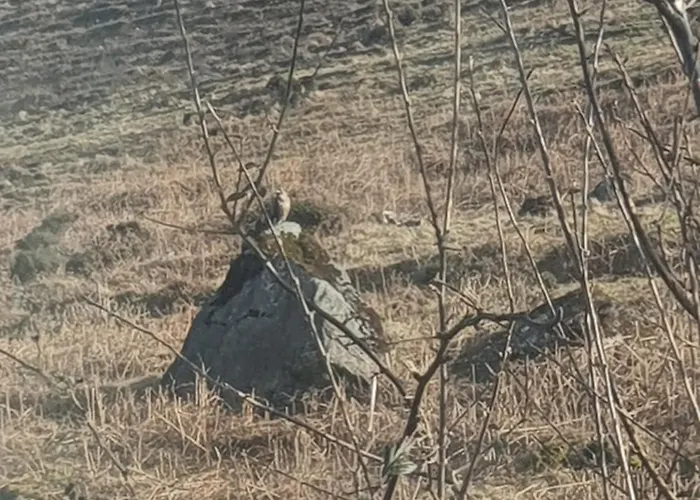 Carlingford Mountain Farm *