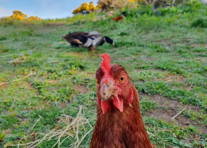 Carlingford Mountain Farm Кемпинг Дандолк