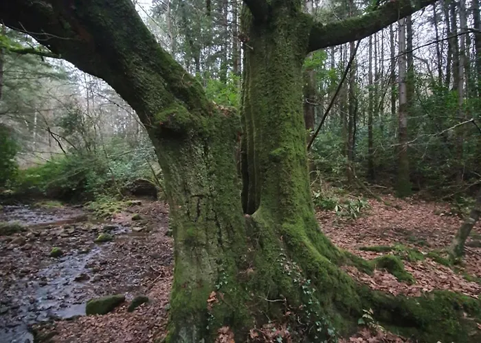 Carlingford Mountain Farm