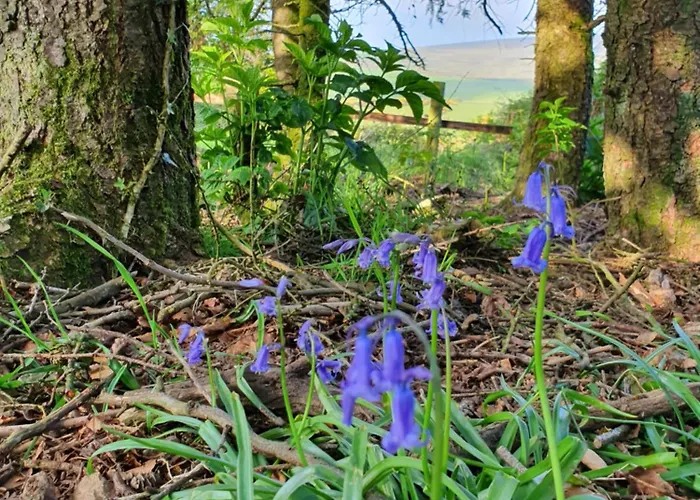 Кемпинг Carlingford Mountain Farm Дандолк